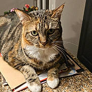 Coquine participe au concours pour gagner de l'argent avec cette photo : cat, closeup, countertop, curious, domestic_animal, envelopes, feline, flower_pot, fur, granite, green_eyes, houseplant, indoor, papers, paws, pet, portrait, relaxed, tabby, whiskers