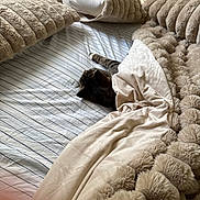 Tommy joined the competition — help win amazing prizes! animal, bed, blanket, cat, closeup, comfort, cozy, furniture, furry, gray_cat, home, indoor, pet, pillow, relaxation, resting, sleeping, soft, striped_sheet, textile