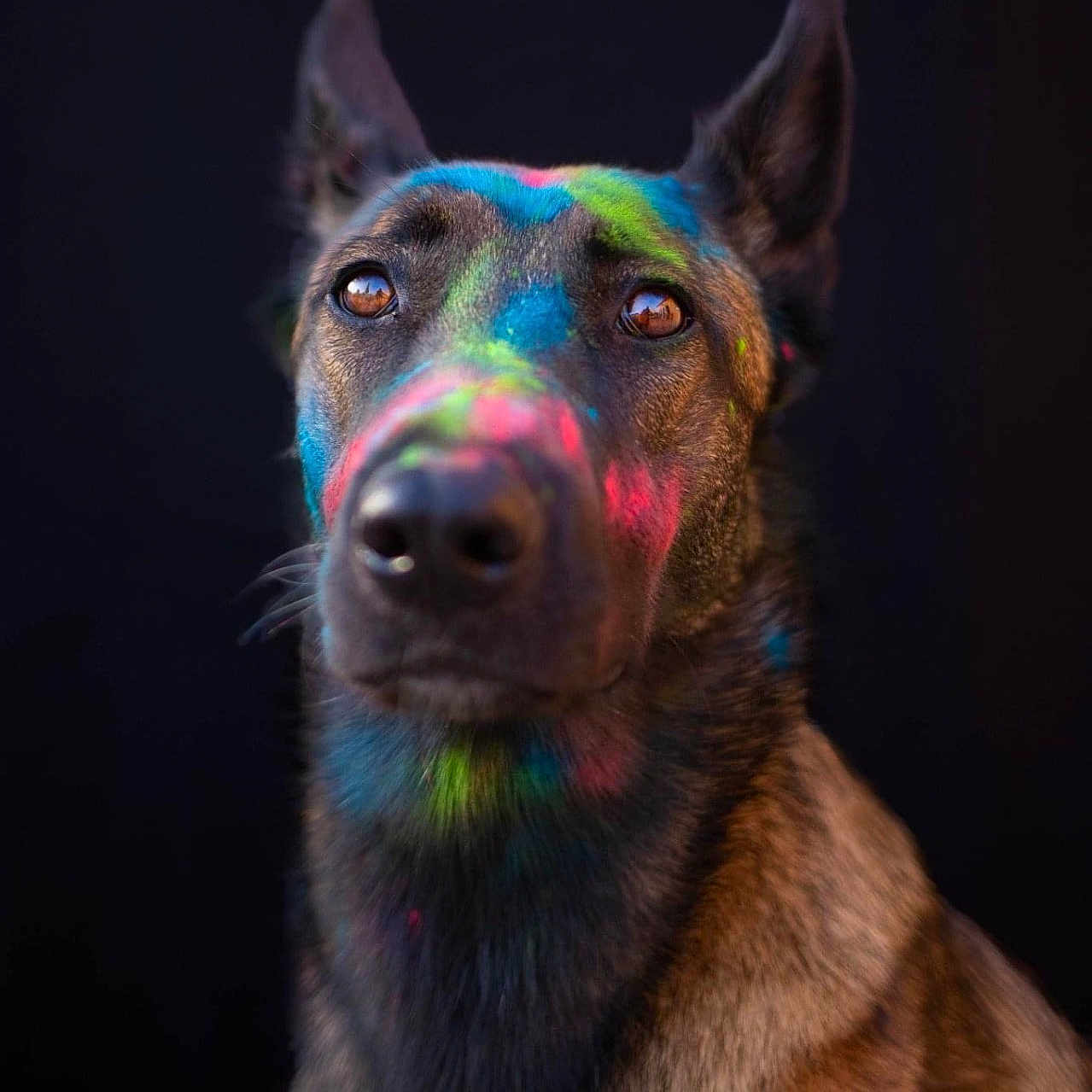 Raya participe au concours pour gagner de l'argent avec cette photo : accessories, animal, bodypart, canine, dog, germanshepherd, hound, husky, labradorretriever, mouth, ornament, person, pet, policedog, puppy, purple, snout, sphere, terrier, whitedog