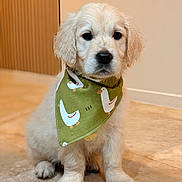 Bucky a rejoint le concours — aidez-le/la à gagner de superbes lots ! puppy, dog, golden_retriever, bandana, green_bandana, indoor, floor, tile_floor, pet, cute, animal, young_dog, sitting, fur, adorable, domestic_animal, canine, portrait, looking_away, young