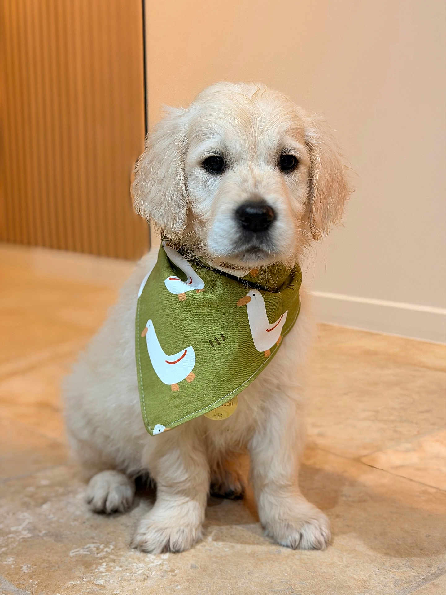 Bucky a rejoint le concours — aidez-le/la à gagner de superbes lots ! puppy, dog, golden_retriever, bandana, green_bandana, indoor, floor, tile_floor, pet, cute, animal, young_dog, sitting, fur, adorable, domestic_animal, canine, portrait, looking_away, young