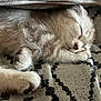 Nala participe au concours pour gagner de l'argent avec cette photo : kitten, sleeping, cat, furry, paw, blanket, cozy, cute, pet, animal, fur, resting, closeup, indoor, soft, relaxation, adorable, domestic_cat, whiskers, patterned