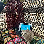 Nala participe au concours pour gagner de l'argent avec cette photo : kitten, cat, tablet, math_problem, crocheted_blanket, colorful, balcony, lattice_fence, plants, indoor, pet, curious, digital_screen, technology, home, furniture, animal, cozy, learning, background