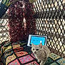 kitten, cat, tablet, math_problem, crocheted_blanket, colorful, balcony, lattice_fence, plants, indoor, pet, curious, digital_screen, technology, home, furniture, animal, cozy, learning, background