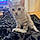 Nala