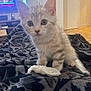 kitten, cat, pet, animal, indoor, blanket, pattern, tissue, curious, fur, small, cute, young, domestic, living_room, television, furniture, wood_floor, eyes, face