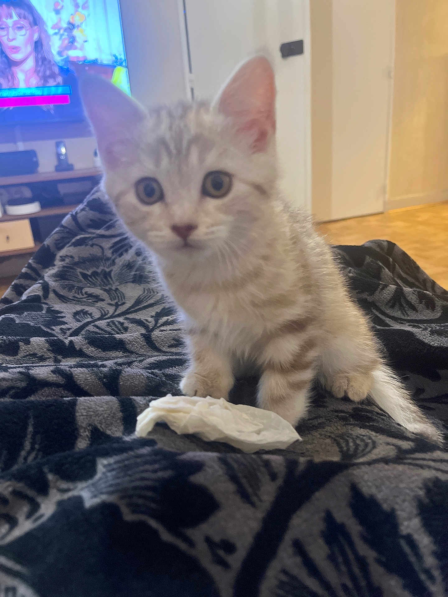 Nala participe au concours pour gagner de l'argent avec cette photo : kitten, cat, pet, animal, indoor, blanket, pattern, tissue, curious, fur, small, cute, young, domestic, living_room, television, furniture, wood_floor, eyes, face