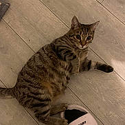 Ace a rejoint le concours — aidez-le/la à gagner de superbes lots ! cat, tabby_cat, floor, wooden_floor, sandal, footwear, paw, indoor, pet, striped_fur, curious, playful, animal, domestic_cat, relaxed, light, brown, black, white, person