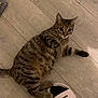 cat, tabby_cat, floor, wooden_floor, sandal, footwear, paw, indoor, pet, striped_fur, curious, playful, animal, domestic_cat, relaxed, light, brown, black, white, person