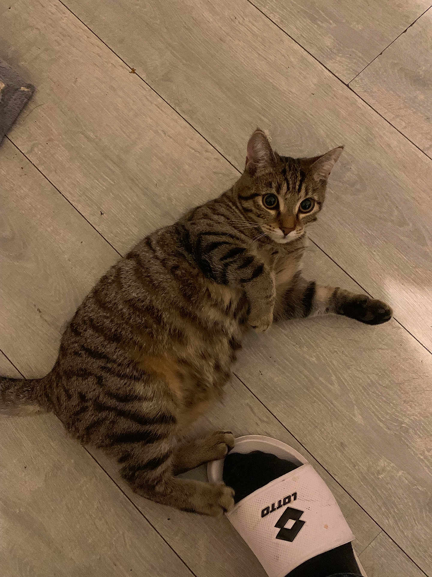 Ace a rejoint le concours — aidez-le/la à gagner de superbes lots ! cat, tabby_cat, floor, wooden_floor, sandal, footwear, paw, indoor, pet, striped_fur, curious, playful, animal, domestic_cat, relaxed, light, brown, black, white, person