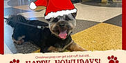 Neeno is registered to the contest to win money with this photo: advertising, canidae, carnivore, collar, companion_dog, dog, dog_breed, dog_supply, event, flooring, font, fur, giant_dog_breed, happy, photo_caption, santa_claus, snout, sporting_group, terrier, toy_dog