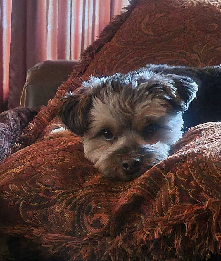 Neeno is registered to the contest to win money with this photo: canidae, carnivore, comfort, companion_dog, curtain, dog, dog_breed, dog_supply, fur, liver, puppy_love, small_terrier, snout, sporting_group, terrier, toy_dog, wood, working_animal, yorkipoo, yorkshire_terrier