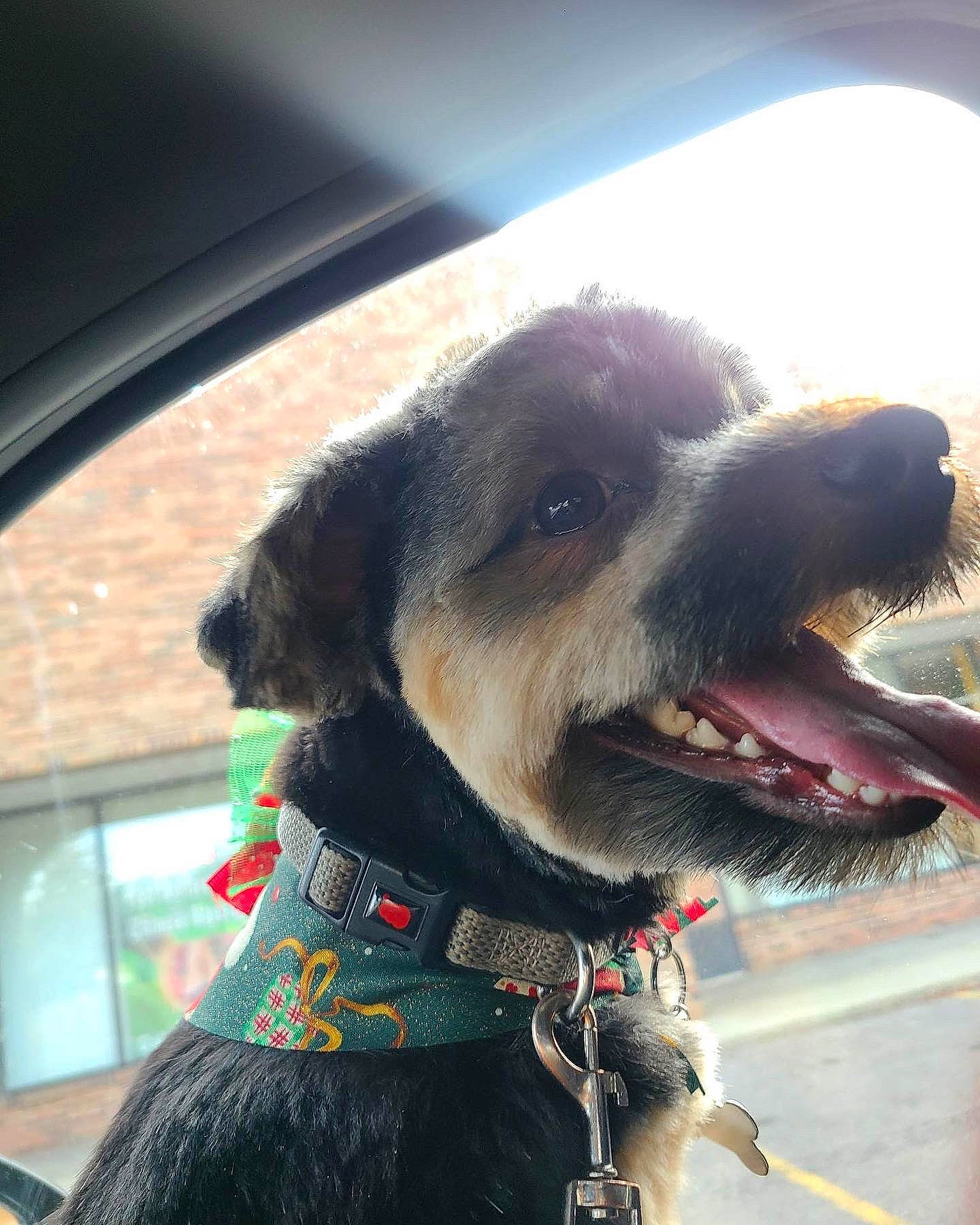 Neeno joined the competition — help win amazing prizes! carnivore, collar, companion_dog, dog, dog_breed, dog_clothes, dog_collar, dog_supply, eyewear, fur, goggles, leash, personal_protective_equipment, pet_supply, sky, snout, sporting_group, whiskers, window, working_animal