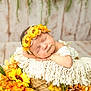 Zoey is registered to the contest to win money with this photo: newborn, baby, flower_crown, sleeping, blanket, basket, sunflowers, yellow_flowers, wooden_surface, greenery, cozy, cute, infant, resting, portrait, decor, soft_lighting, peaceful, nature, indoor