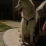 Volt a rejoint le concours — aidez-le/la à gagner de superbes lots ! dog, white_dog, sitting, bench, night, dark, outdoor, person, partial_view, tongue_out, pet, animal, fur, harness, side_view, pavement, grass, shadow, calm, quiet