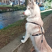 Volt a rejoint le concours — aidez-le/la à gagner de superbes lots ! dog, siberian_husky, park, stream, tree, autumn, leaves, side_view, harness, leash, walking_path, nature, outdoor, pet, canine, animal, daylight, curious, quiet, residential_area