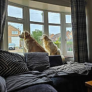 Clyde joined the competition — help win amazing prizes! animal, calm, couch, cozy, curtains, daylight, dog, furniture, golden_retriever, home, house, indoor, living_room, looking_outside, neighborhood, pet, pillows, relaxing, sitting, window