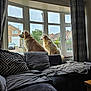 animal, calm, couch, cozy, curtains, daylight, dog, furniture, golden_retriever, home, house, indoor, living_room, looking_outside, neighborhood, pet, pillows, relaxing, sitting, window