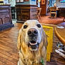 Clyde is registered to the contest to win money with this photo: animal, background, chair, closeup, cute, dog, domestic_animal, expression, floor, fur, golden_retriever, indoor, mouth, muzzle, nose, pet, restaurant, table, waiting, wooden_floor