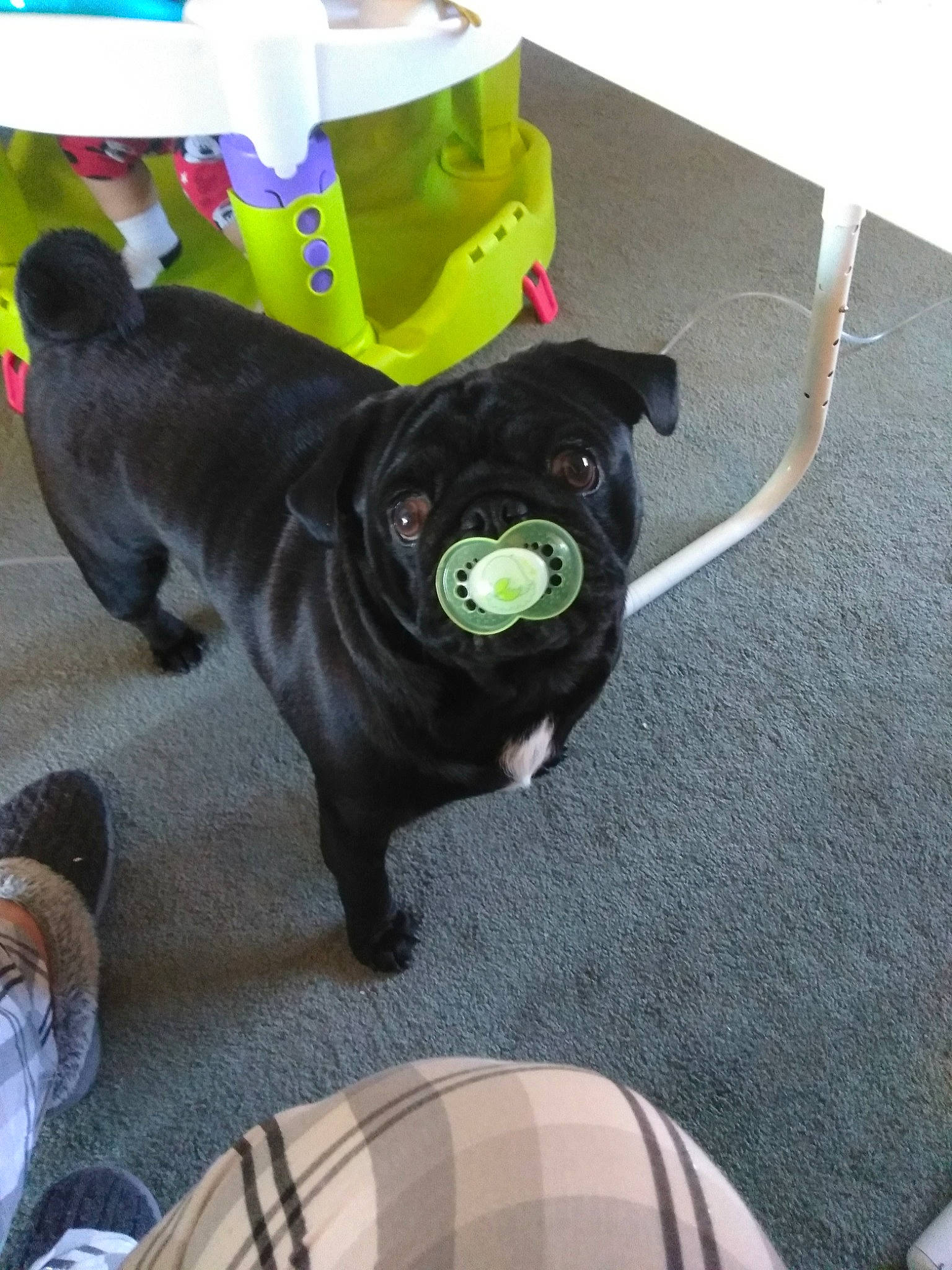 Frankie joined the competition — help win amazing prizes! canidae, carnivore, companion_dog, dog, dog_breed, fawn, french_bulldog, non_sporting_group, pug, puppy, shar_pei, snout, sporting_group, toy_dog