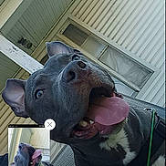 Lucious Moon Ray joined the competition — help win amazing prizes! dog, tongue_out, happy, selfie, pet, canine, house, porch, window, smiling, ears, black_dog, white_chest, outdoor, daylight, closeup, animal, pet_photography, cute, playful