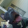 dog, tongue_out, happy, selfie, pet, canine, house, porch, window, smiling, ears, black_dog, white_chest, outdoor, daylight, closeup, animal, pet_photography, cute, playful