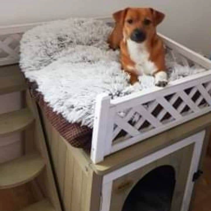 Matilde participe au concours pour gagner de l'argent avec cette photo : beagle, canidae, carnivore, chair, companion_dog, dog, dog_bed, dog_breed, dog_supply, doghouse, furniture, puppy, table