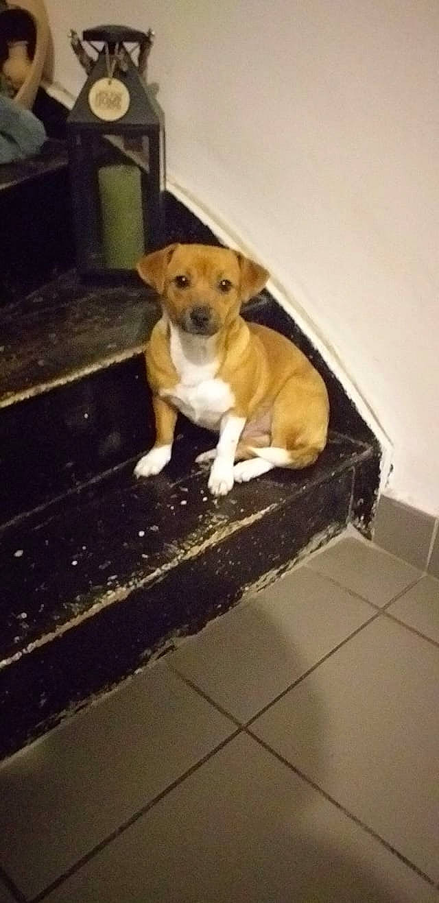 Matilde a rejoint le concours — aidez-le/la à gagner de superbes lots ! beagador, canidae, carnivore, companion_dog, dog, dog_breed, fawn, feist, mammal, plummer_terrier, potcake_dog, puppy, snout, sporting_group, street_dog, vertebrate