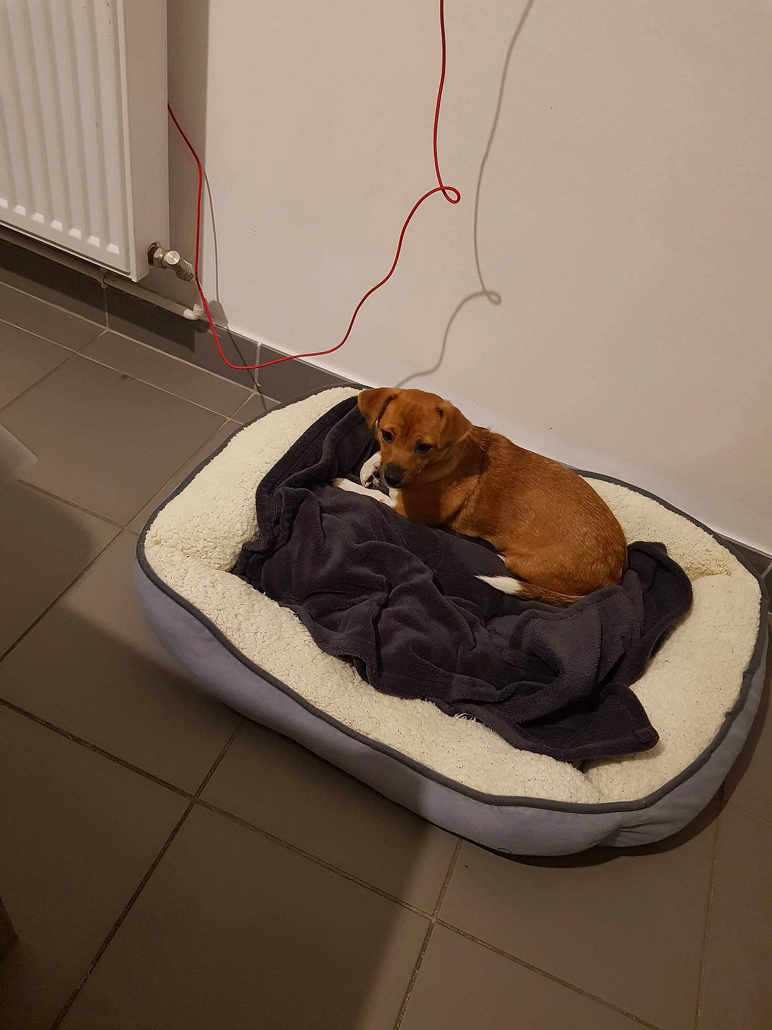Matilde participe au concours pour gagner de l'argent avec cette photo : canidae, comfort, companion_dog, dog_bed, dog_breed, vizsla