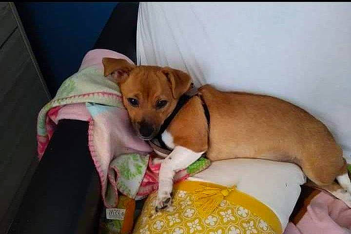 Matilde participe au concours pour gagner de l'argent avec cette photo : canidae, carnivore, chihuahua, companion_dog, dog, dog_breed, fawn, feist, mammal, potcake_dog, puppy, snout, toy_dog, treeing_feist