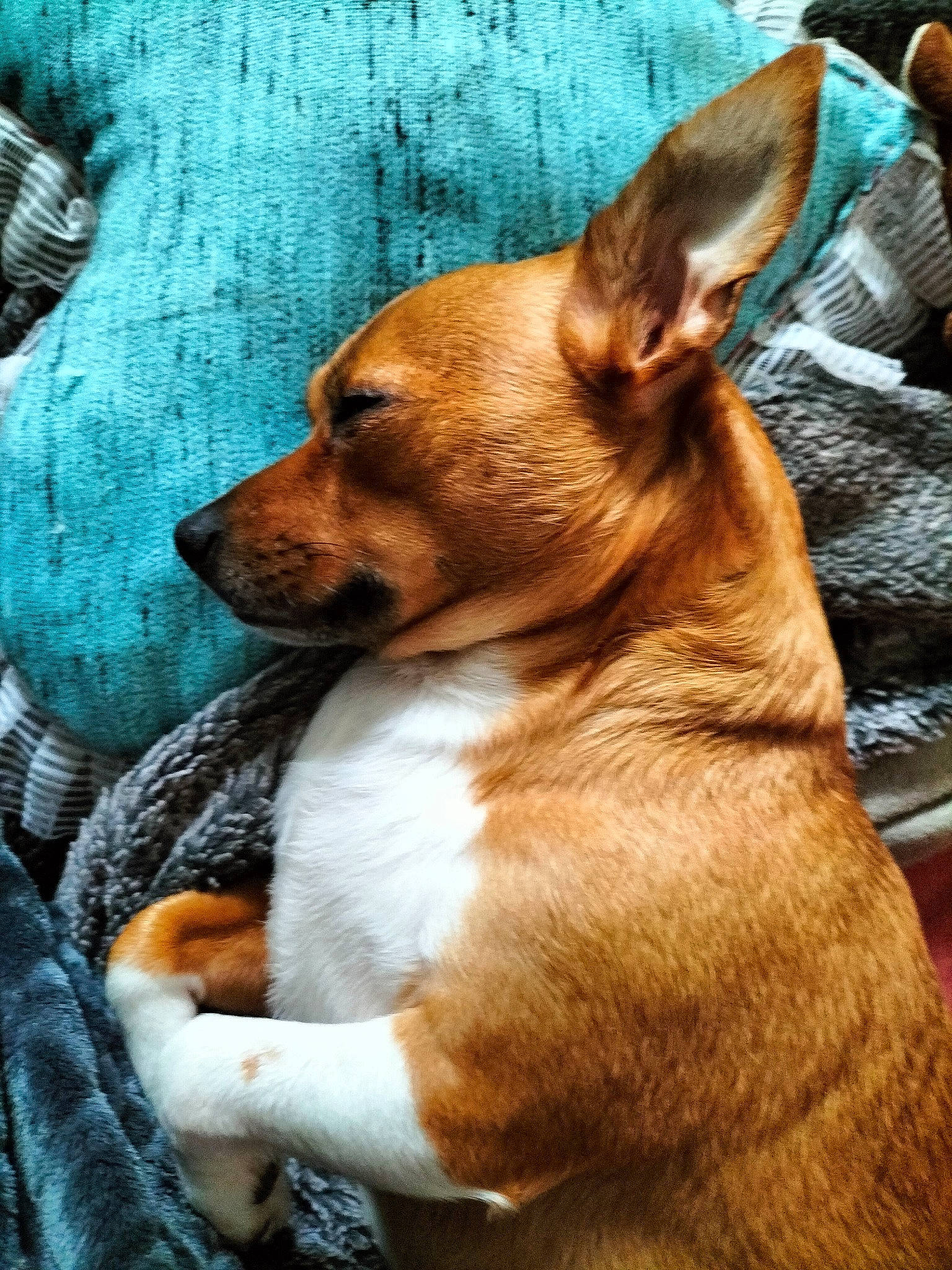 Mathilde participe au concours pour gagner de l'argent avec cette photo : ancient_dog_breeds, canidae, carnivore, collar, comfort, companion_dog, corgi_chihuahua, dog, dog_breed, ear, fawn, fur, liver, snout, sporting_group, terrestrial_animal, toy_dog, whiskers, wood, working_animal