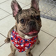 Apollo is registered to the contest to win money with this photo: animal, bandana, blue, cute, dog, ears, face, french_bulldog, fur, indoor, looking_up, pet, puppy, red, sitting, smiling, stars, tile_floor, tongue, white