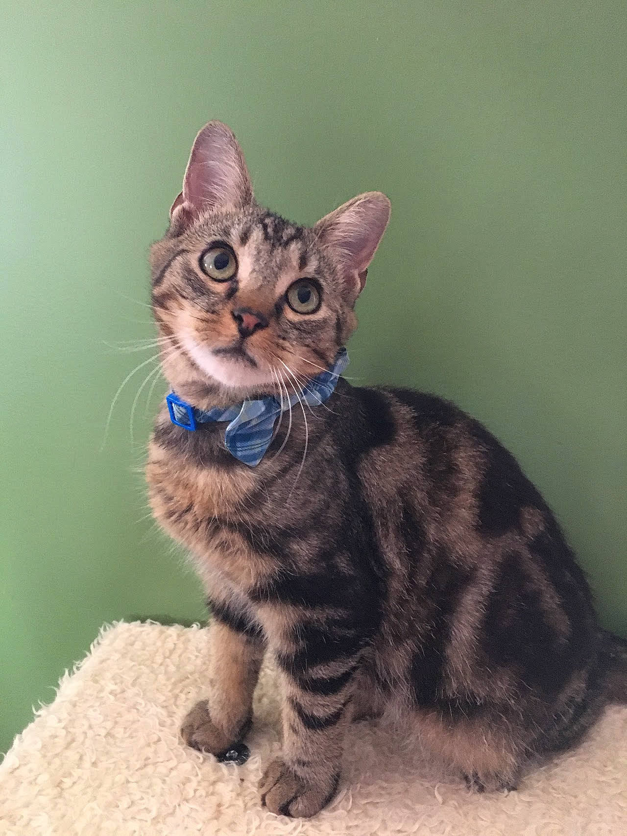 Jack Daniels joined the competition — help win amazing prizes! carnivore, cat, domestic_short_haired_cat, eye, felidae, fur, iris, paw, sitting, small_to_medium_sized_cats, snout, tail, terrestrial_animal, whiskers, wildlife