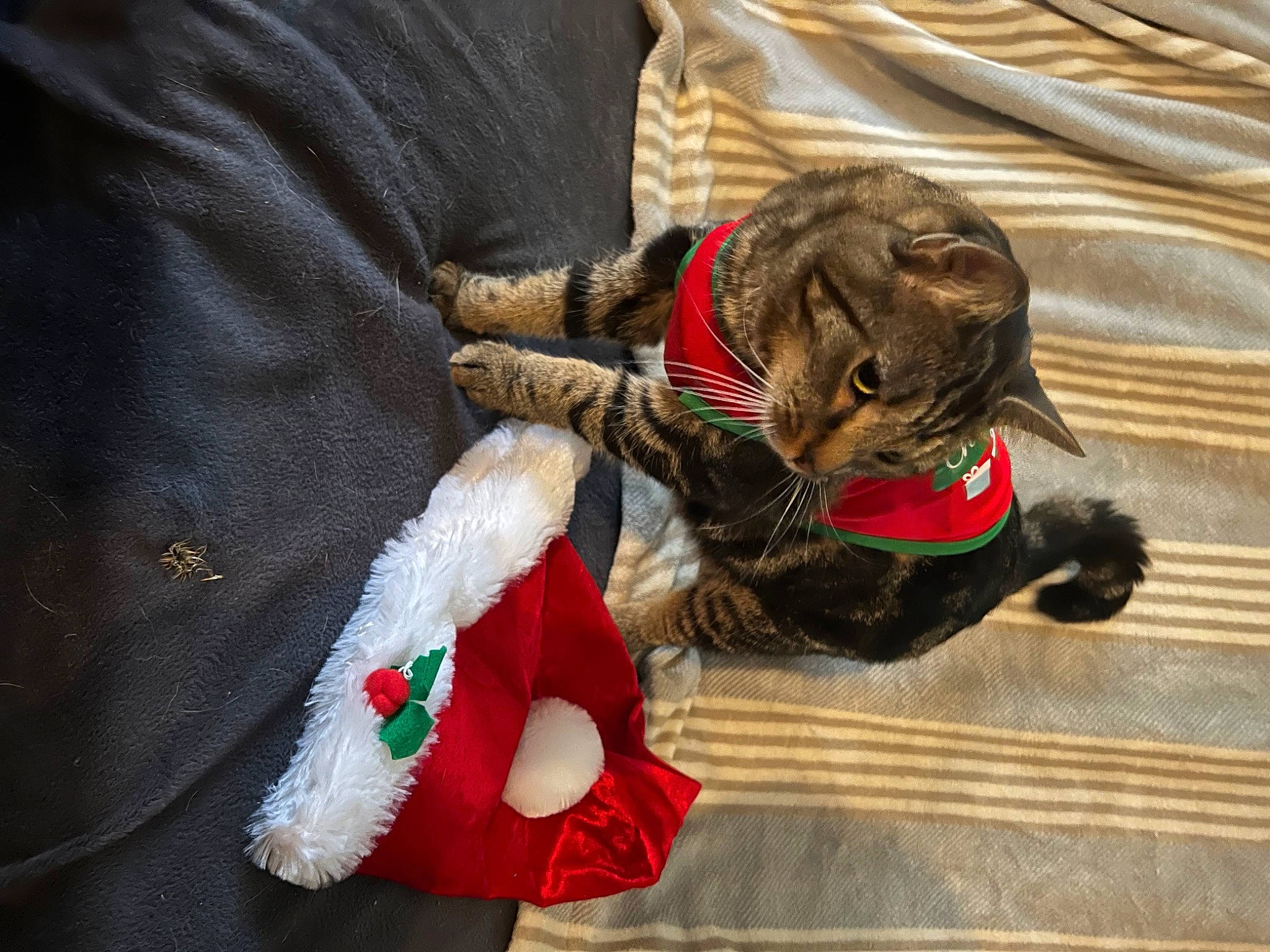 Jack Daniels joined the competition — help win amazing prizes! bag, carmine, carnivore, cat, claw, companion_dog, dog_breed, domestic_short_haired_cat, event, felidae, fur, fur_clothing, hat, linens, small_to_medium_sized_cats, stuffed_toy, tail, tradition, whiskers, working_animal