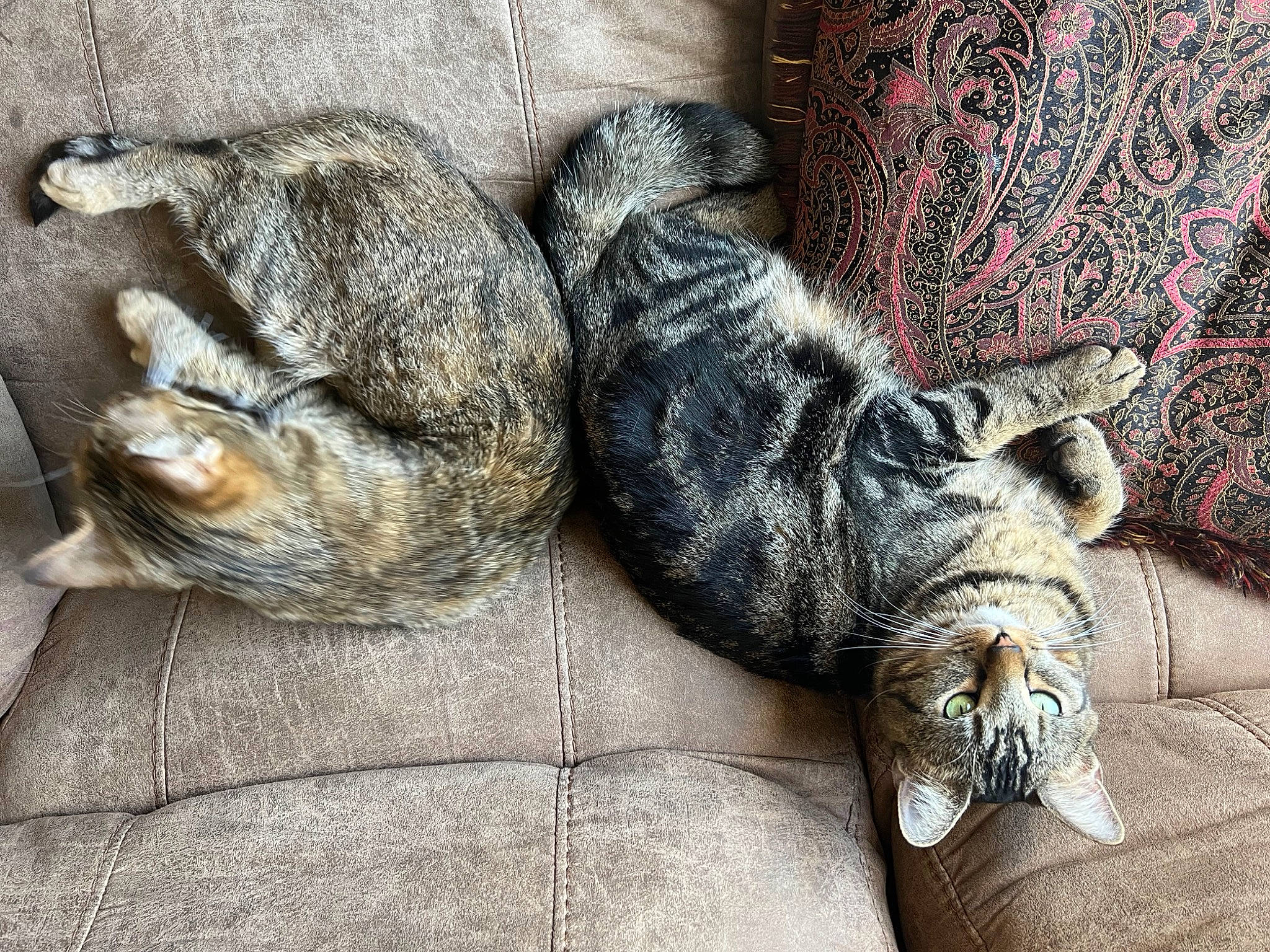 Jack Daniels joined the competition — help win amazing prizes! carnivore, cat, claw, comfort, domestic_short_haired_cat, felidae, fur, grey, nap, paw, sleep, small_to_medium_sized_cats, snout, sporting_group, tail, terrestrial_animal, whiskers