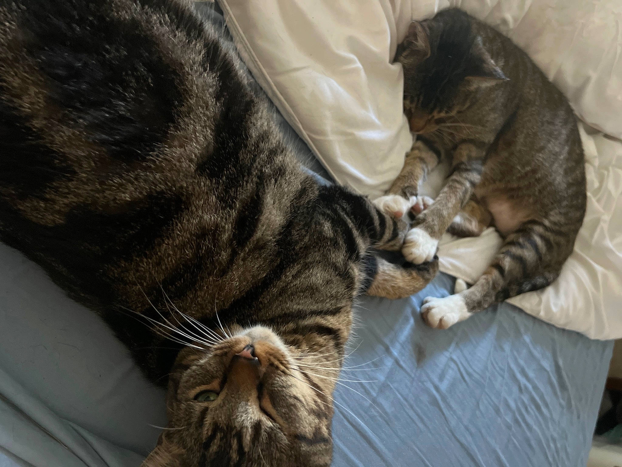 Jack Daniels joined the competition — help win amazing prizes! carnivore, cat, claw, comfort, domestic_short_haired_cat, ear, felidae, fur, mammal, nap, paw, sitting, sleep, small_to_medium_sized_cats, snout, tail, vertebrate, whiskers