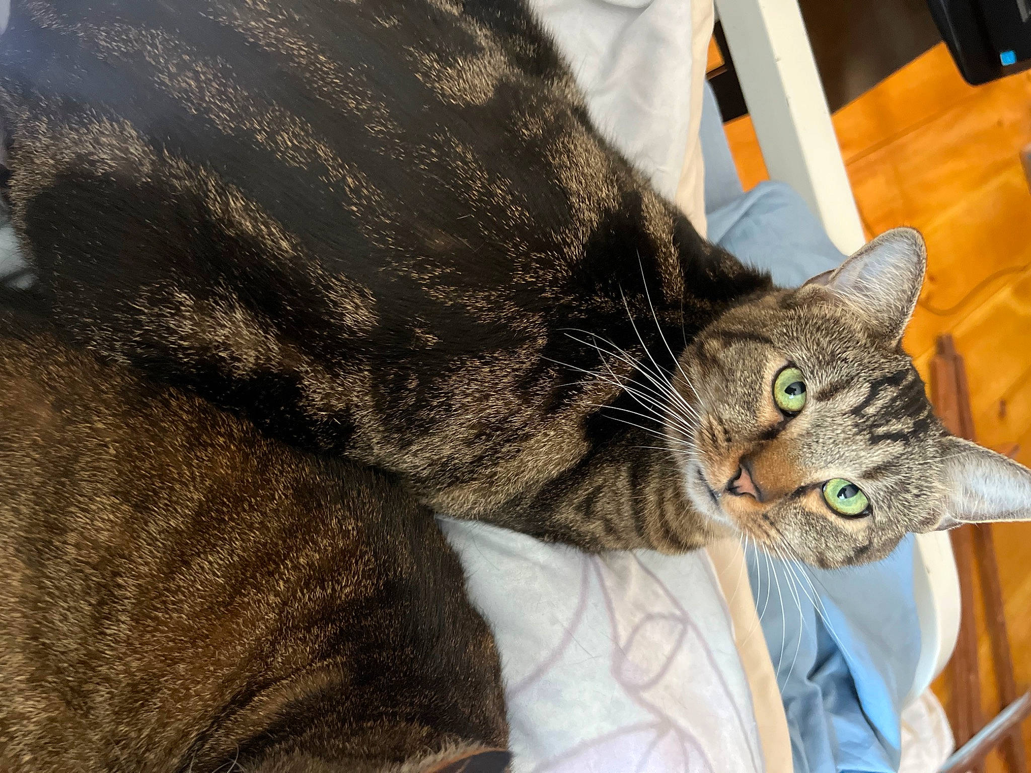 Jack Daniels is registered to the contest to win money with this photo: carnivore, cat, claw, comfort, domestic_short_haired_cat, felidae, fur, paw, small_to_medium_sized_cats, snout, tail, terrestrial_animal, whiskers