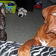 Oakley participe au concours pour gagner de l'argent avec cette photo : carnivoran, dog, dog_breed, dog_breed_group, dog_like_mammal, dogue_de_bordeaux, snout