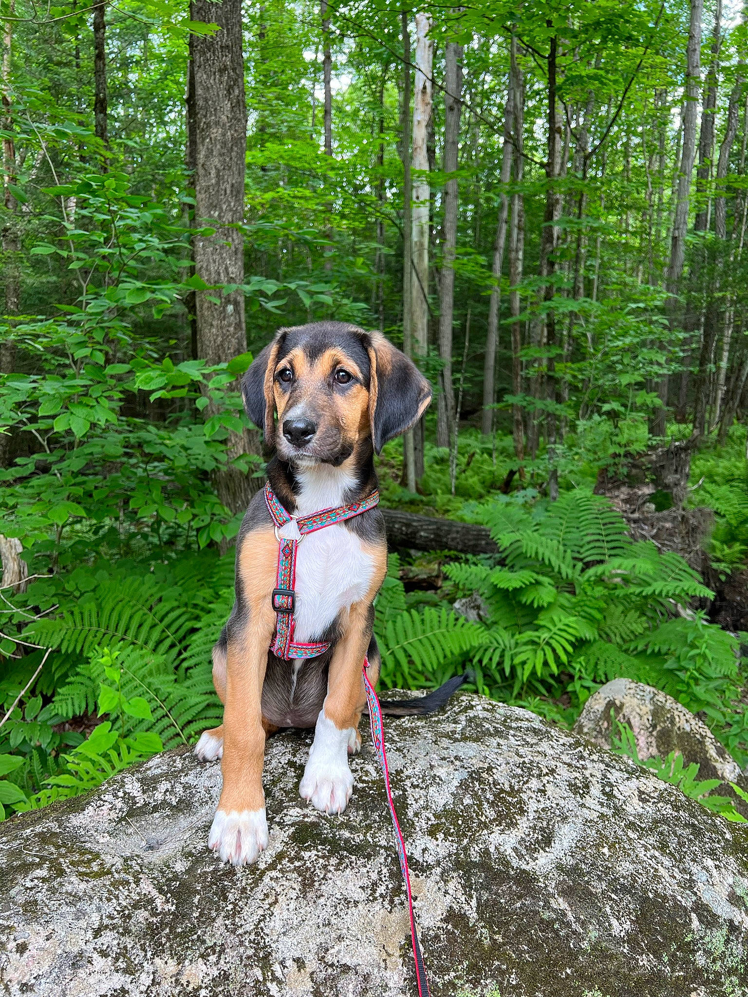 Pepper joined the competition — help win amazing prizes! adventure, carnivore, companion_dog, dog, dog_breed, fawn, forest, grass, hound, landscape, leash, natural_landscape, plant, recreation, stream, temperate_broadleaf_and_mixed_forest, terrestrial_plant, tree, woodland, working_animal