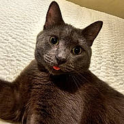 Peaches joined the competition — help win amazing prizes! animal, bed, blanket, cat, closeup, cozy, cute, ears, eyes, feline, fur, gray_cat, indoor, looking_at_camera, pet, portrait, relaxed, texture, tongue_out, whiskers