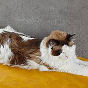 Paddy participe au concours pour gagner de l'argent avec cette photo : cat, fluffy, stretching, white_fur, brown_fur, yellow_blanket, gray_couch, pet, relaxed, indoor, feline, cute, resting, domestic_animal, cozy, animal, fur, whiskers, comfort, pixel_heart