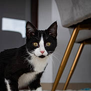 Tony a rejoint le concours — aidez-le/la à gagner de superbes lots ! cat, black_and_white, pet, indoor, carpet, potato, furniture, chair, curious, animal, whiskers, ears, eyes, floor, home, cozy, domestic, fur, pink_nose, alert