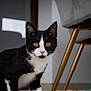 cat, black_and_white, pet, indoor, carpet, potato, furniture, chair, curious, animal, whiskers, ears, eyes, floor, home, cozy, domestic, fur, pink_nose, alert