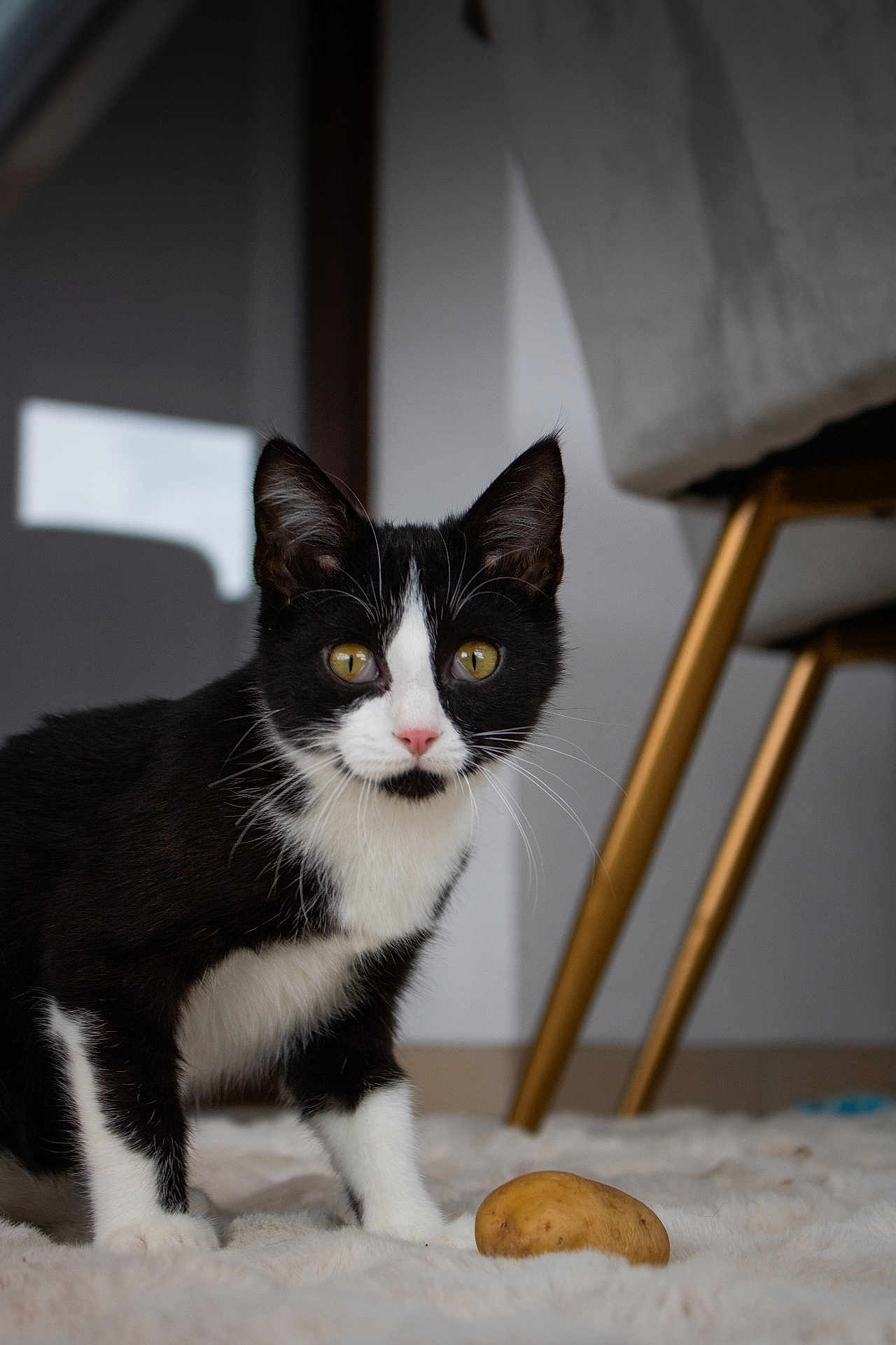Tony a rejoint le concours — aidez-le/la à gagner de superbes lots ! cat, black_and_white, pet, indoor, carpet, potato, furniture, chair, curious, animal, whiskers, ears, eyes, floor, home, cozy, domestic, fur, pink_nose, alert