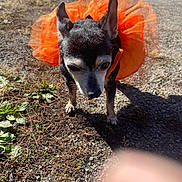 Sophia joined the competition — help win amazing prizes! dog, small_dog, black_and_white, tutu, orange_tutu, outdoor, gravel, sunlight, shadow, plant, grass, candid, pet, animal, cute, costume, funny, walking, daytime, expression