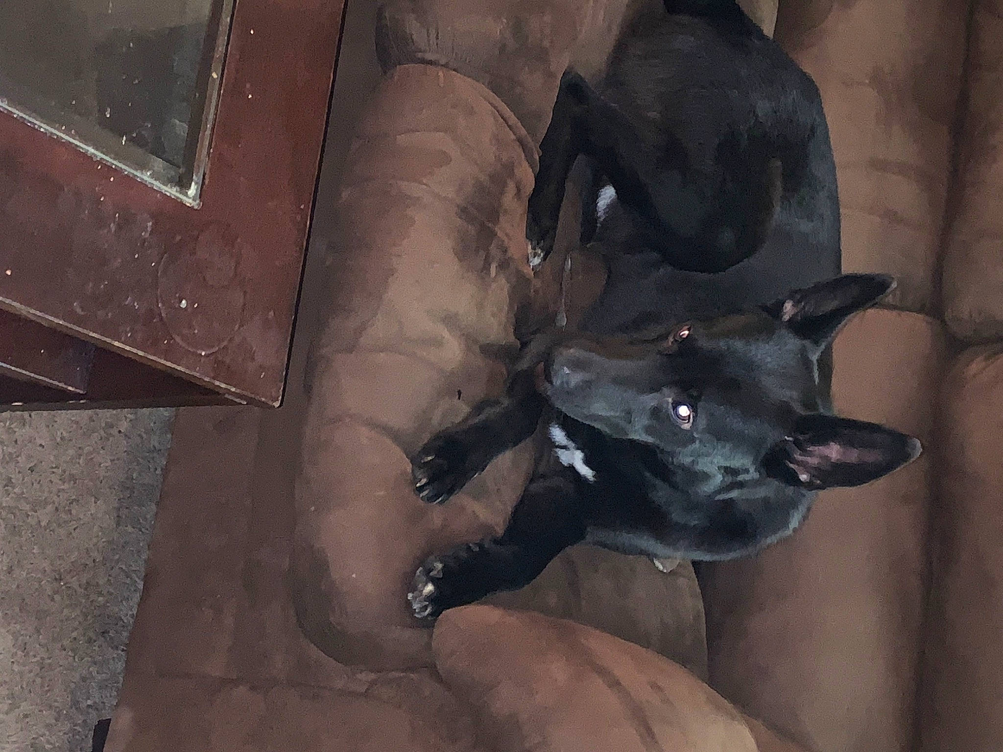 Radar joined the competition — help win amazing prizes! art, automotive_tire, canidae, carmine, carnivore, darkness, dog, dog_breed, fawn, fictional_character, grey, metal, personal_protective_equipment, sculpture, snout, sporting_group, toy_dog, vehicle_door, whiskers, working_animal