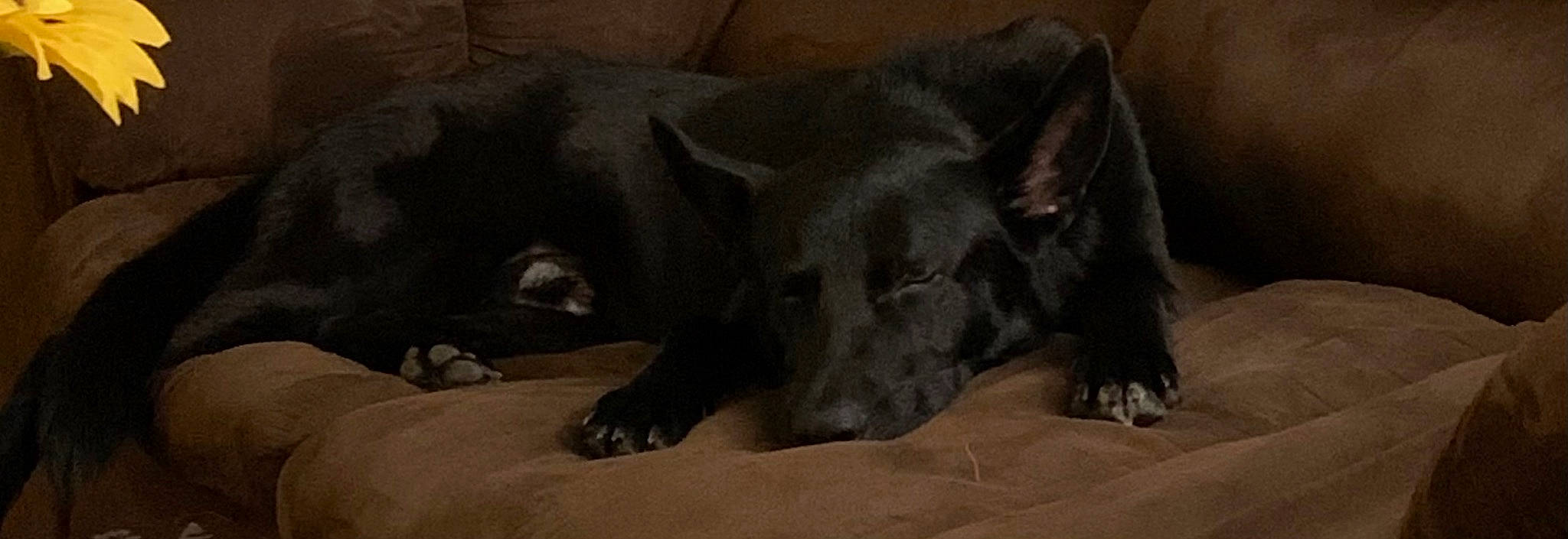 Radar joined the competition — help win amazing prizes! canidae, carnivore, comfort, companion_dog, dog, dog_breed, fawn, felidae, fur, grey, mammal, nap, sleep, snout, sporting_group, tail, terrestrial_animal, whiskers, wood, working_animal