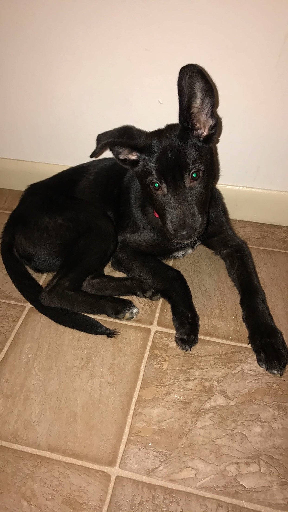 Radar is registered to the contest to win money with this photo: canidae, carnivore, claw, companion_dog, dog, dog_breed, ear, fawn, flooring, fur, guard_dog, non_sporting_group, paw, snout, sporting_group, tail, terrestrial_animal, toy_dog, whiskers, working_animal