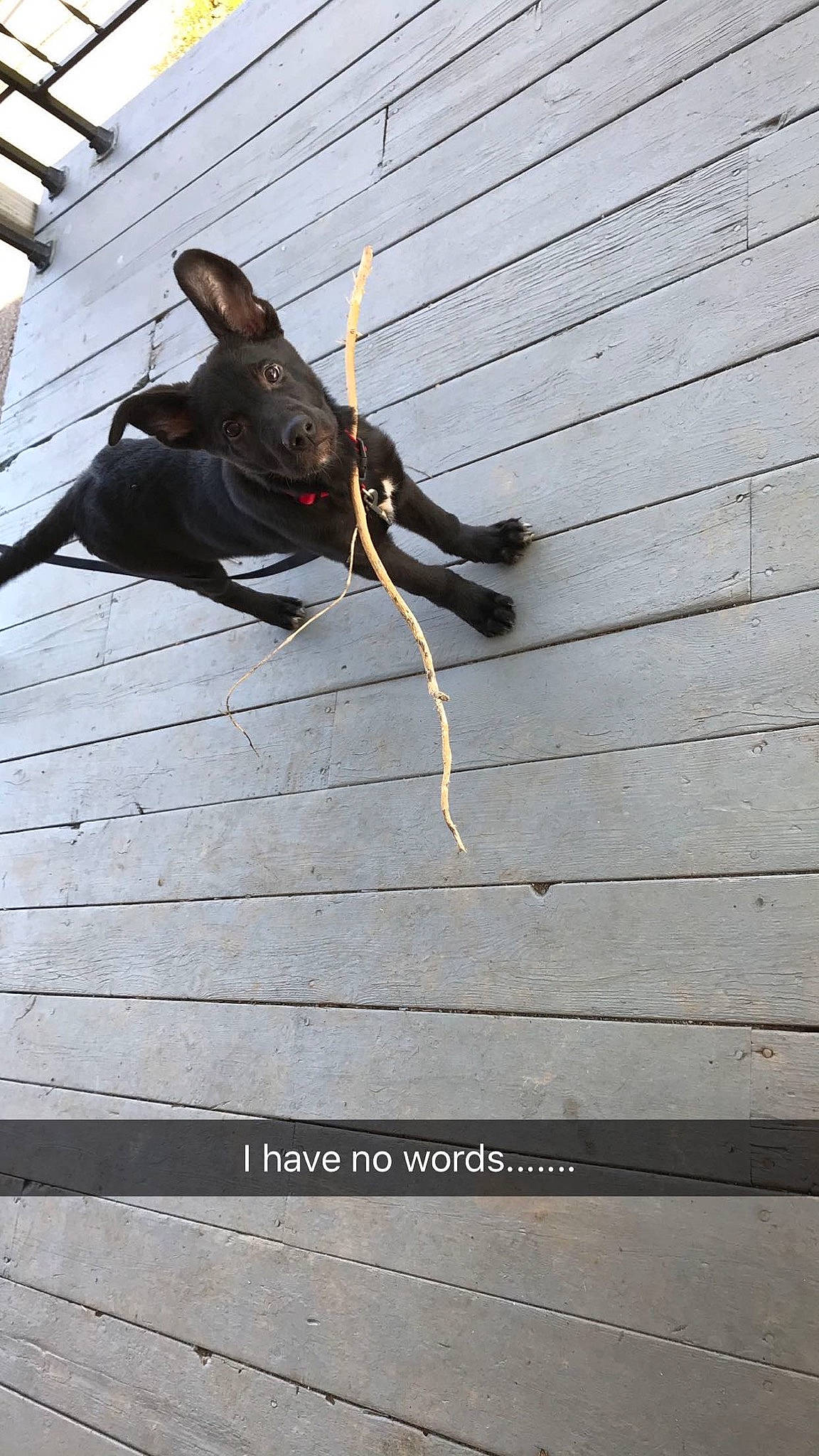 Radar joined the competition — help win amazing prizes! asphalt, carmine, electrical_wiring, flooring, hardwood, insect, metal, pest, plant, road_surface, roof, rope, shadow, siding, toy, tree, twig, wire, wood, wood_stain