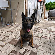 Tara a rejoint le concours — aidez-le/la à gagner de superbes lots ! dog, animal, pet, outdoor, pavement, tongue_out, happy, sitting, black_and_brown, collar, wall, drying_rack, traffic_cone, air_conditioner, concrete, sunlight, daytime, building, greenery, fence